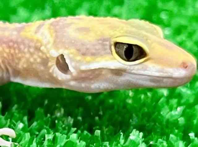 qEgJQhL