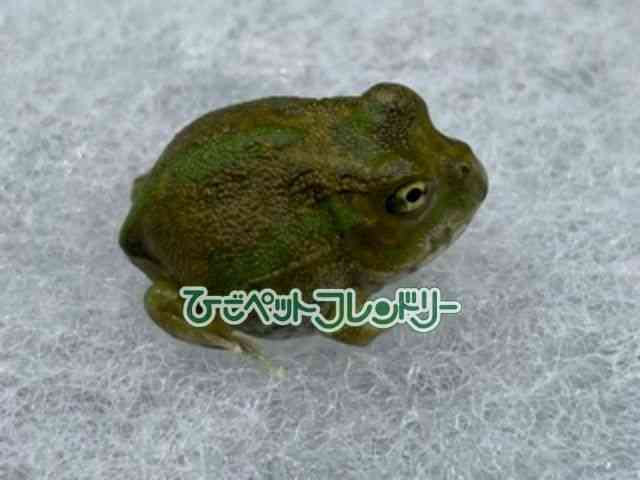 ̑iJGnj