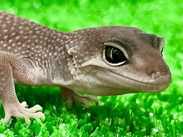 qEgJQhL