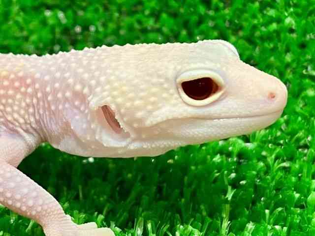 qEgJQhL