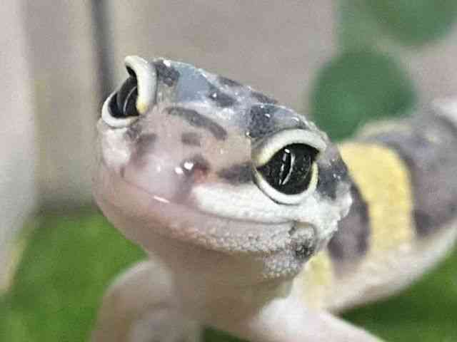 qEgJQhL