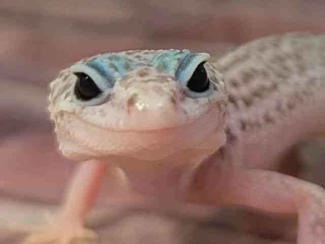 qEgJQhL