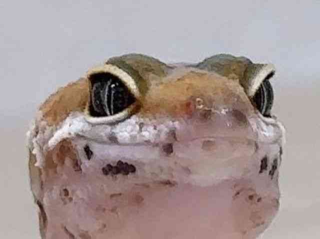 qEgJQhL