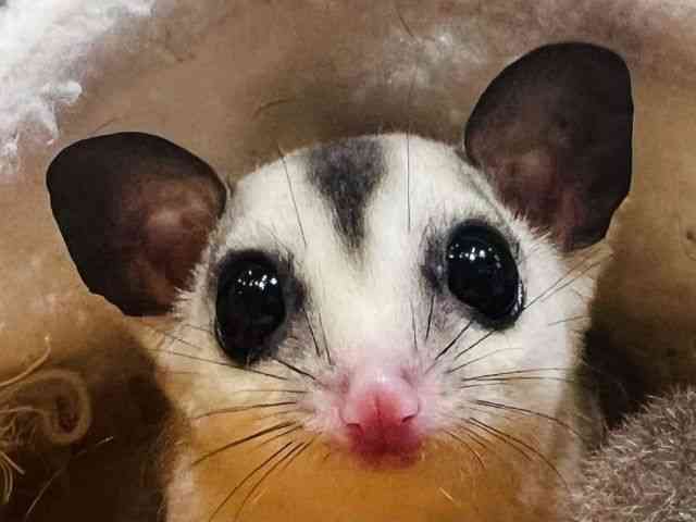 tNK