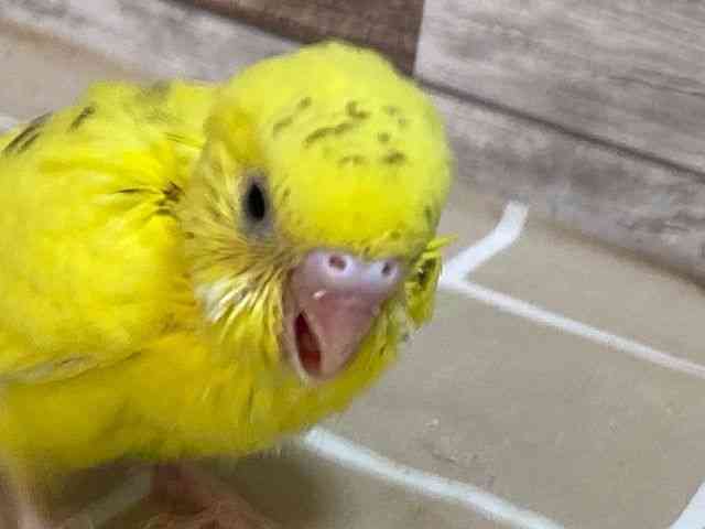 ZLZCCR