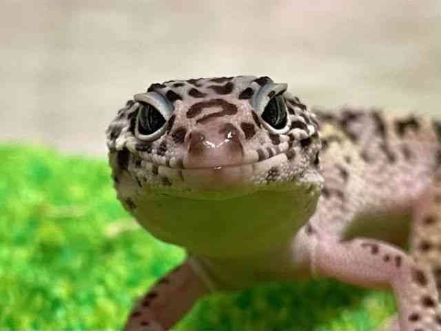qEgJQhL