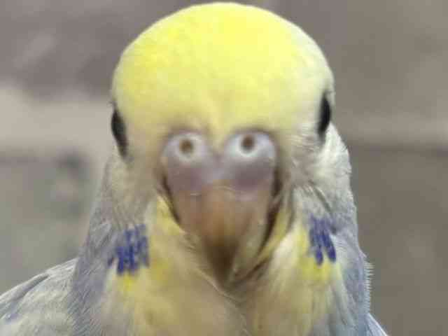 ZLZCCR