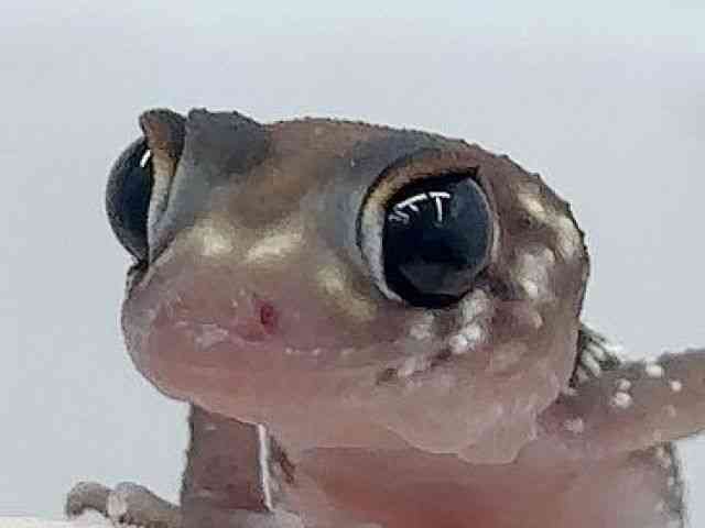 ̑inj