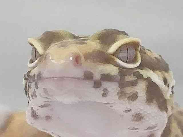 qEgJQhL