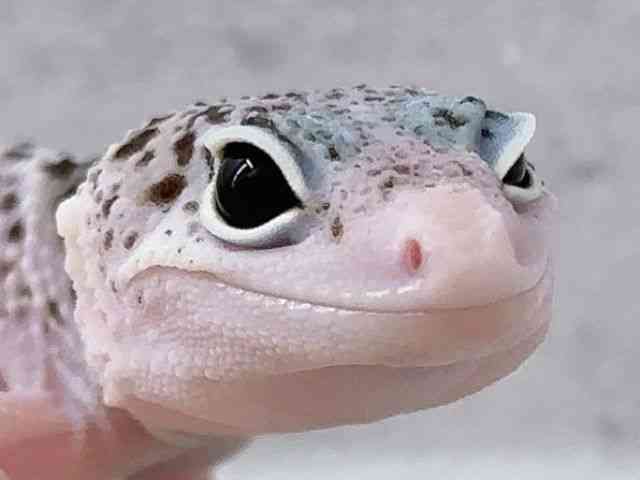 qEgJQhL