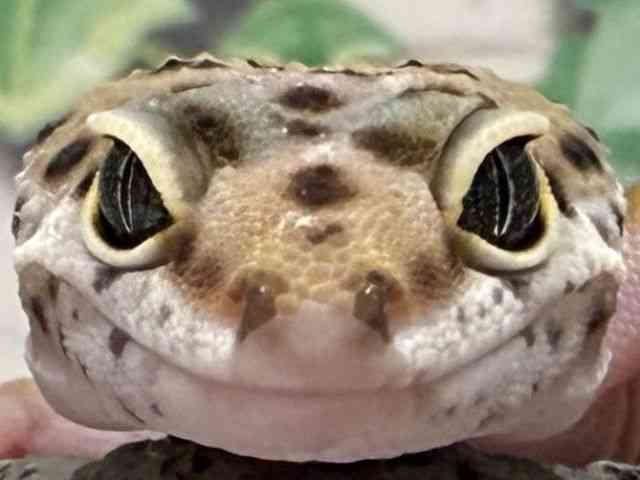 qEgJQhL