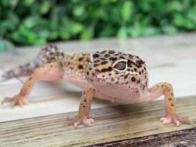 qEgJQhL
