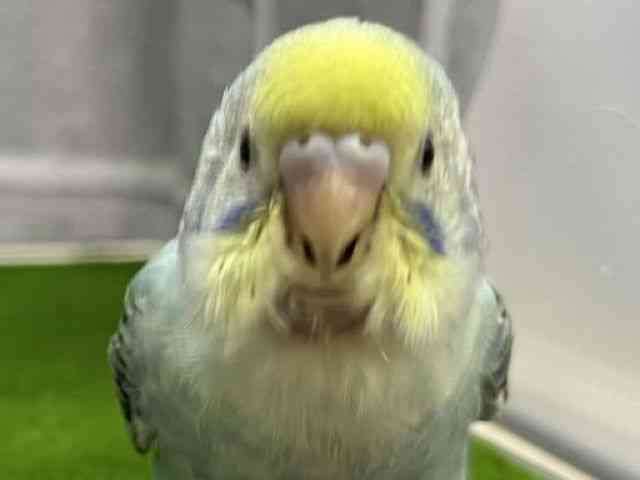 ZLZCCR