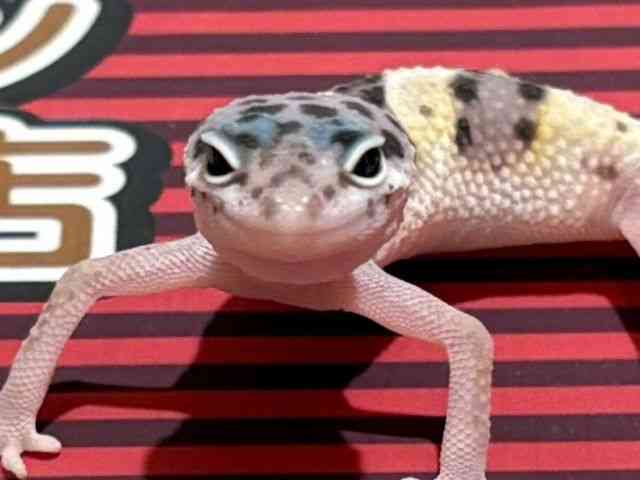 qEgJQhL