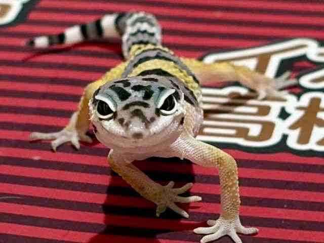 qEgJQhL