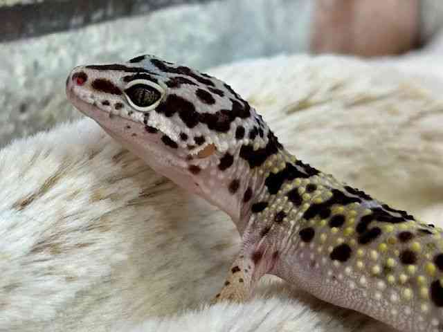qEgJQhL