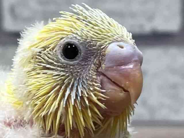ZLZCCR