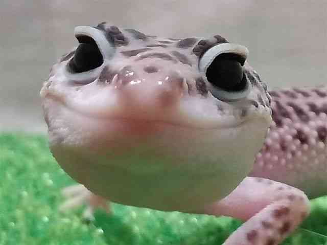 qEgJQhL