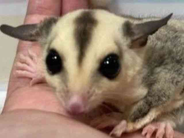 tNK