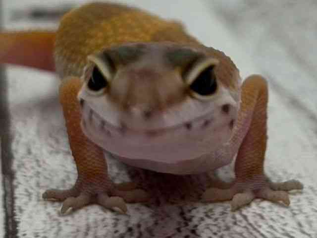 qEgJQhL