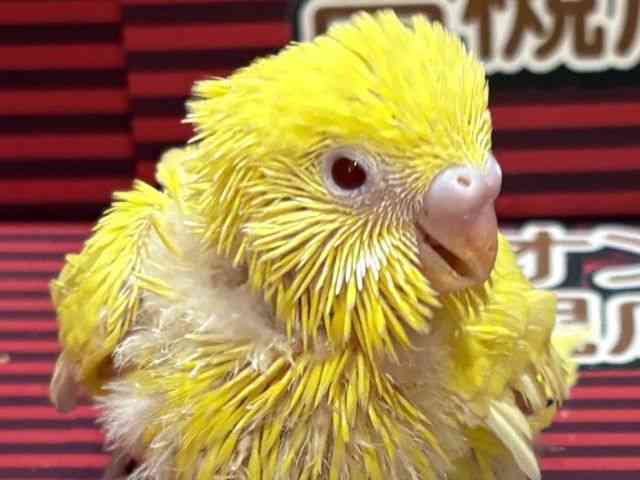 ZLZCCR