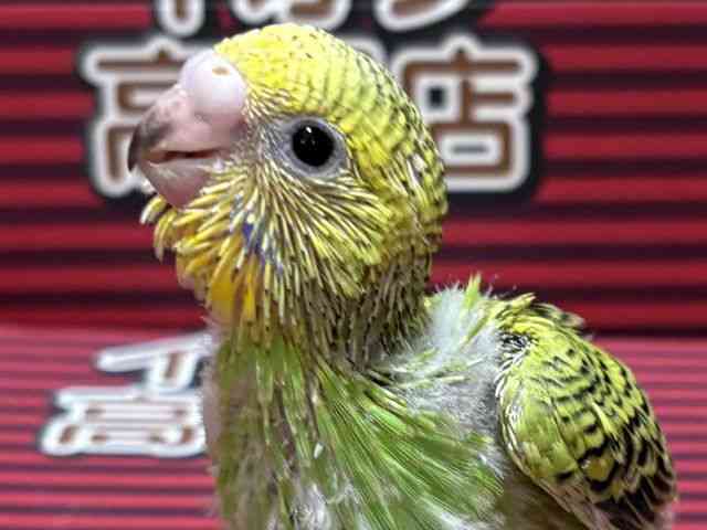 ZLZCCR