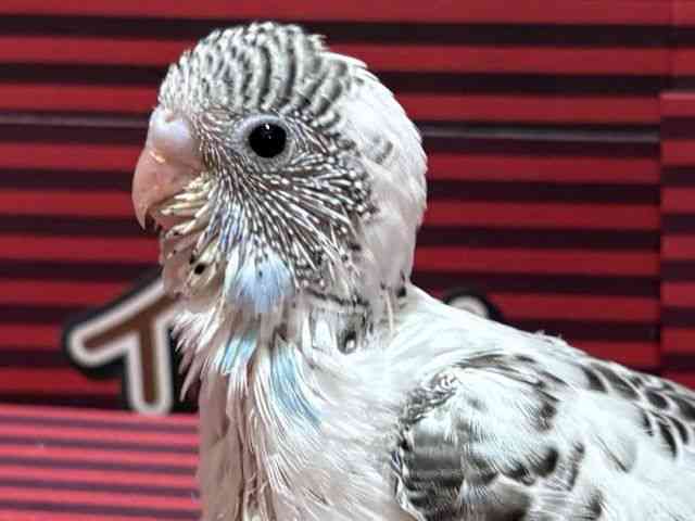 ZLZCCR