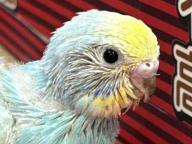ZLZCCR