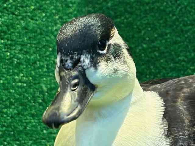 ̑iތnȋjj