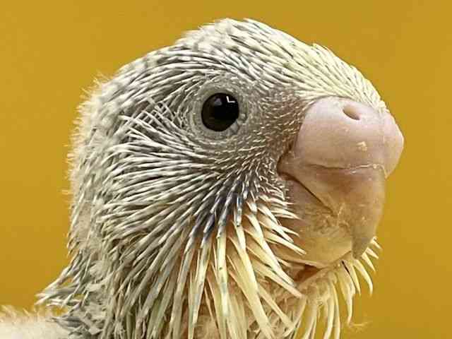 ZLZCCR