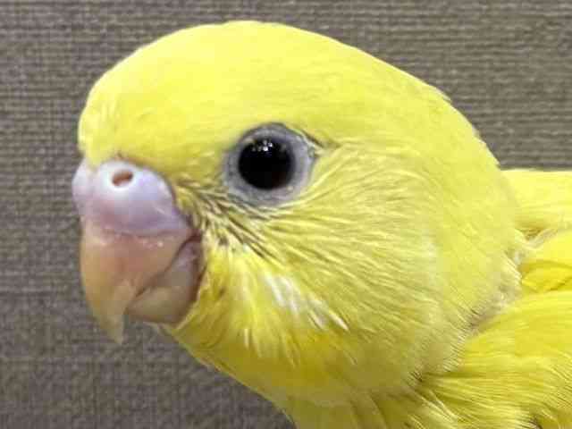 ZLZCCR