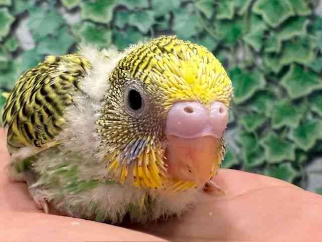 ZLZCCR
