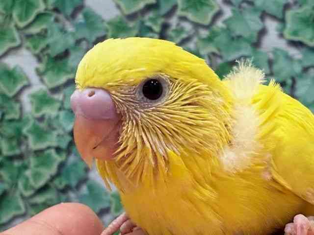 ZLZCCR
