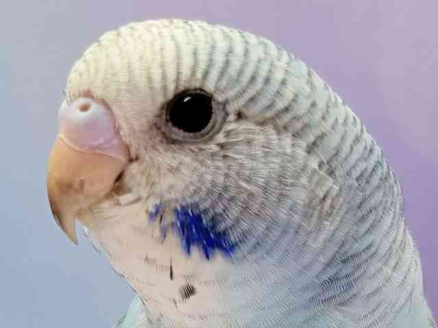 ZLZCCR