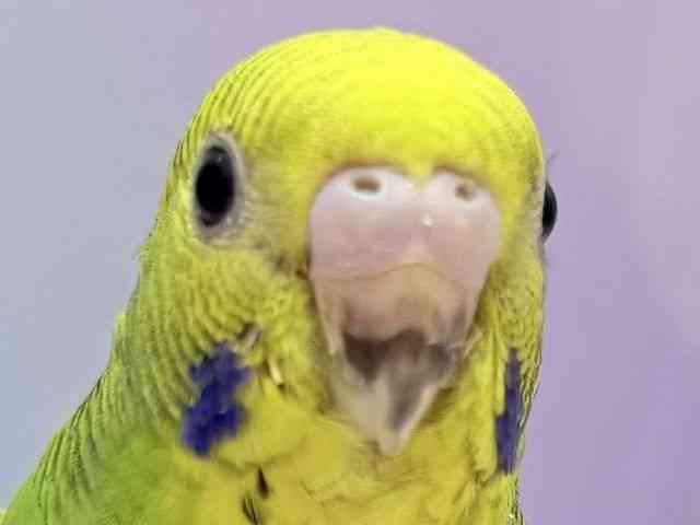 ZLZCCR