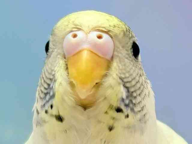 ZLZCCR