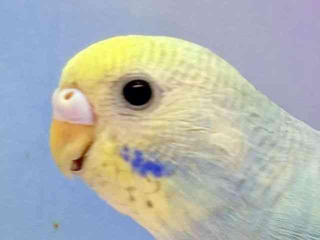 ZLZCCR