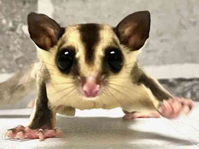 tNK