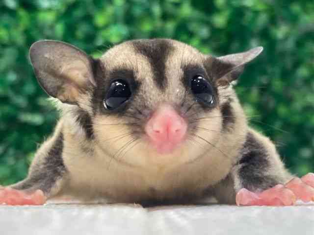 tNK