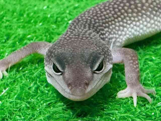 qEgJQhL