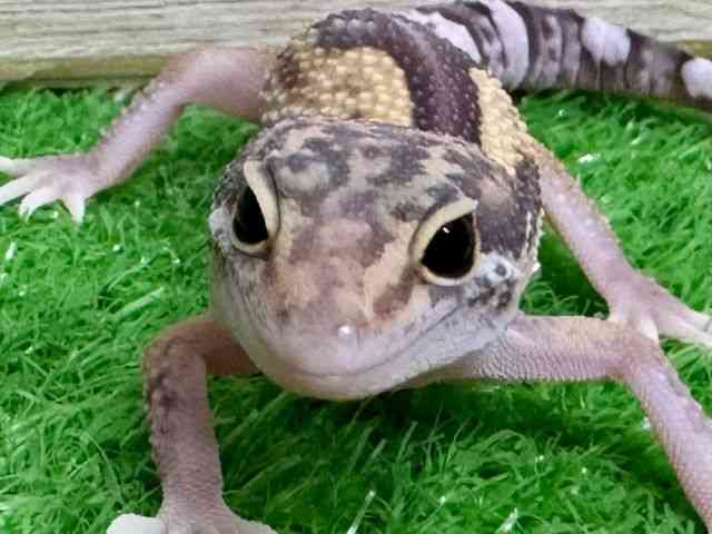qEgJQhL