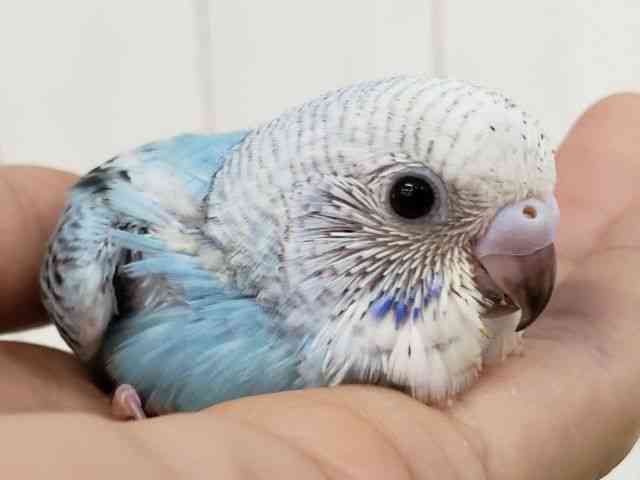 ZLZCCR