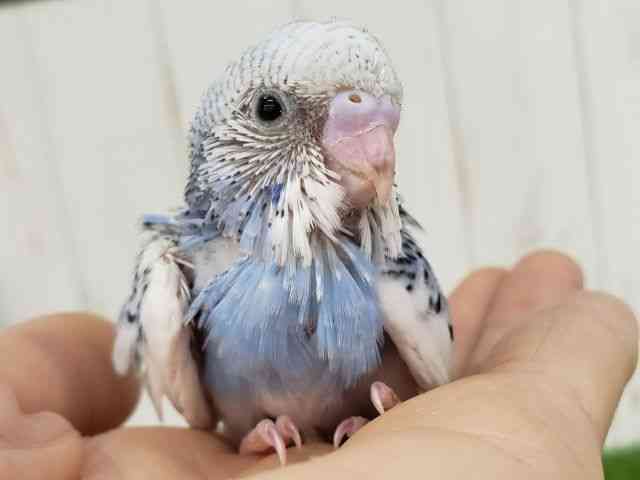 ZLZCCR