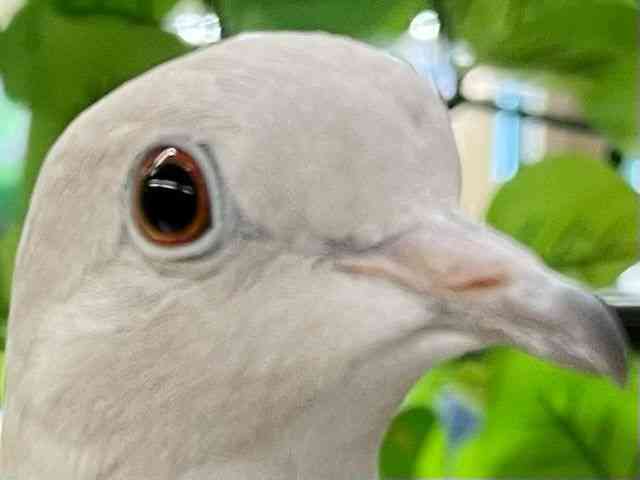 ̑iތnȋjj