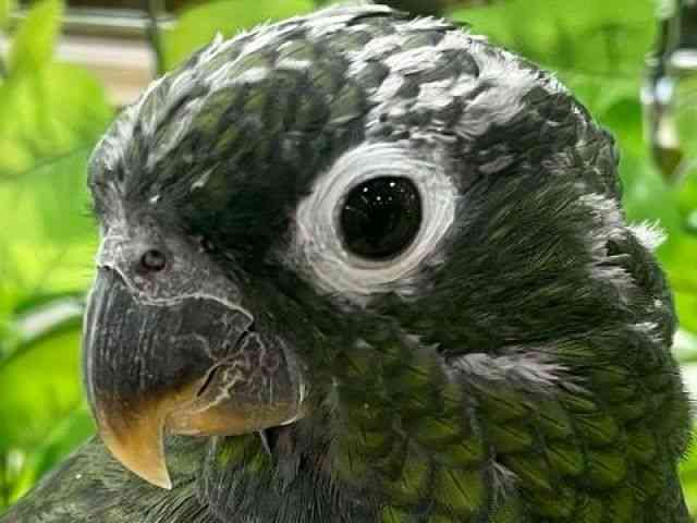 ̑iCREIEnj