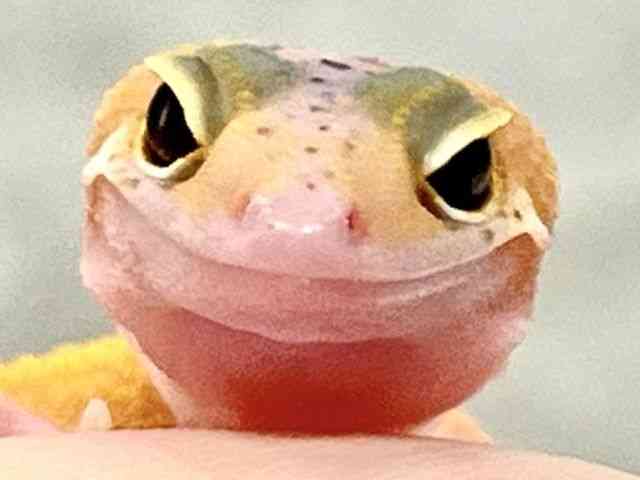 qEgJQhL