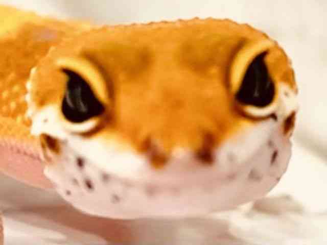 qEgJQhL
