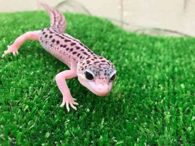 qEgJQhL