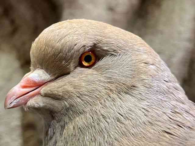 ̑iތnȋjj