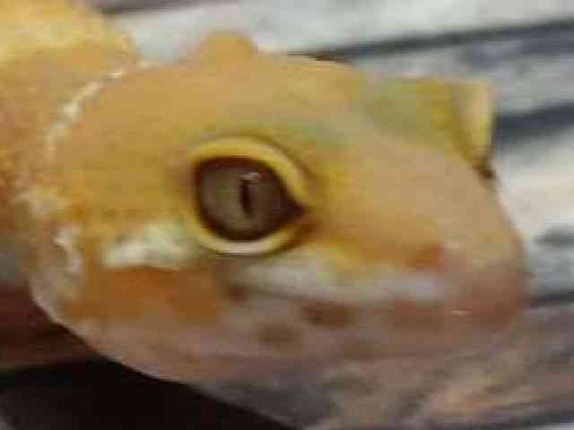 qEgJQhL